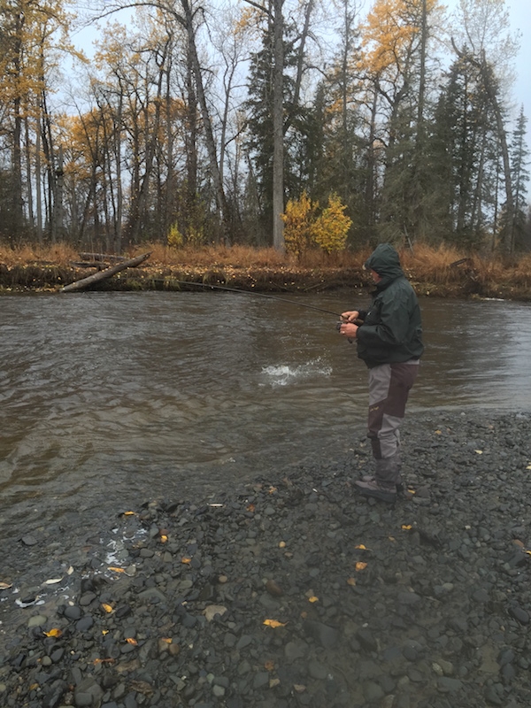 Steelhead Fishing Steelhead fishing trip in Alaska
